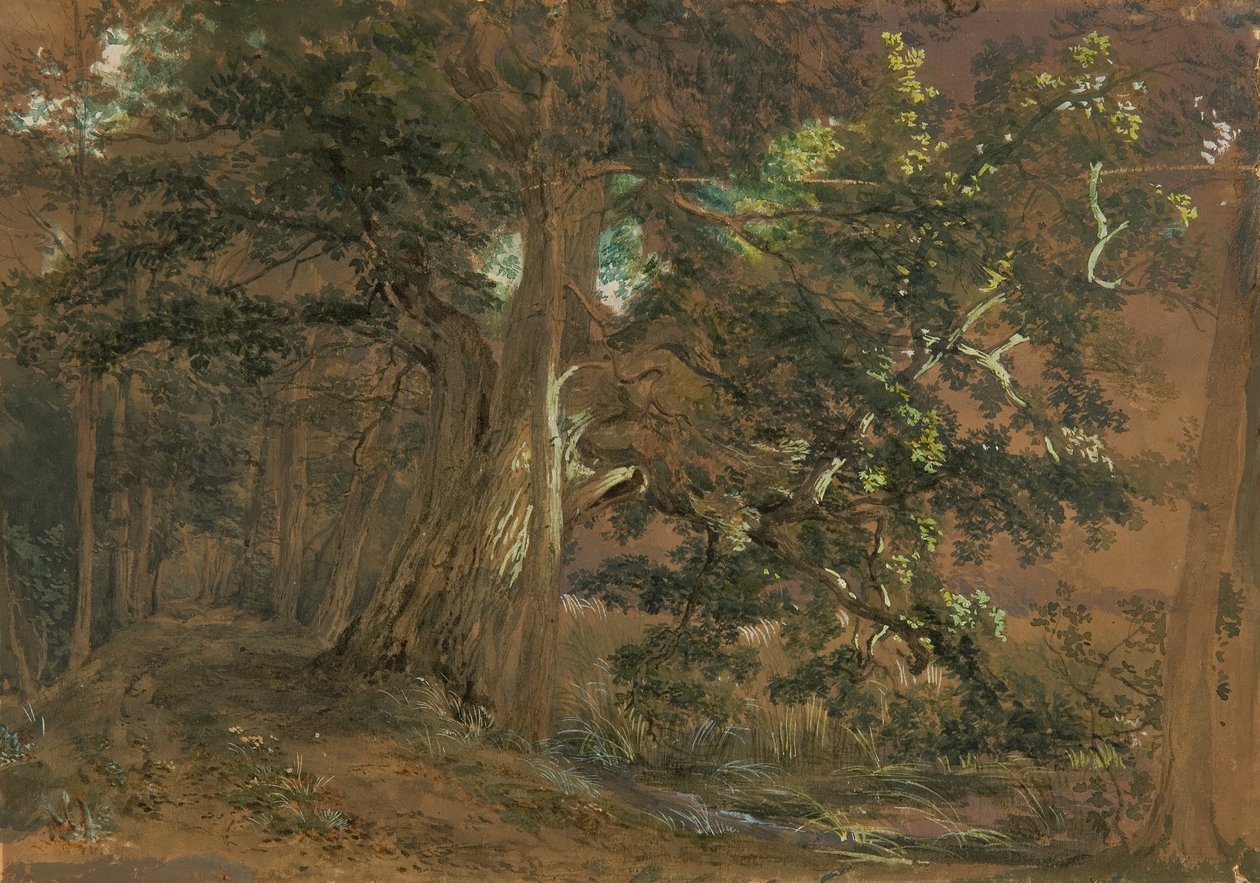 Lesní interiér poblíž Lundenburgu (javorová skupina u horského jezera) od Joseph Martin Höger