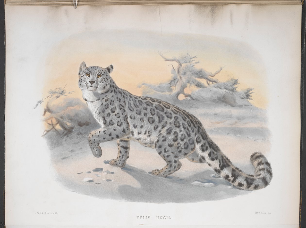 Felis uncia, levhart sněžný, z „monografie Felidae nebo čeledi koček“ od Joseph and Smit J. Wolf