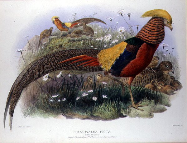 Thaumalea picta (zlatý bažant) rytina M. & N. Hanhart od Joseph and Smit J. Wolf