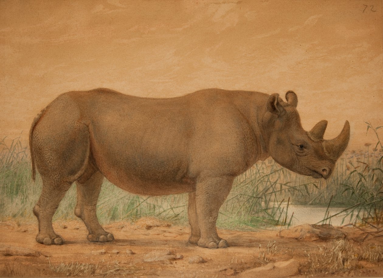 Africký nosorožec od Joseph Wolf