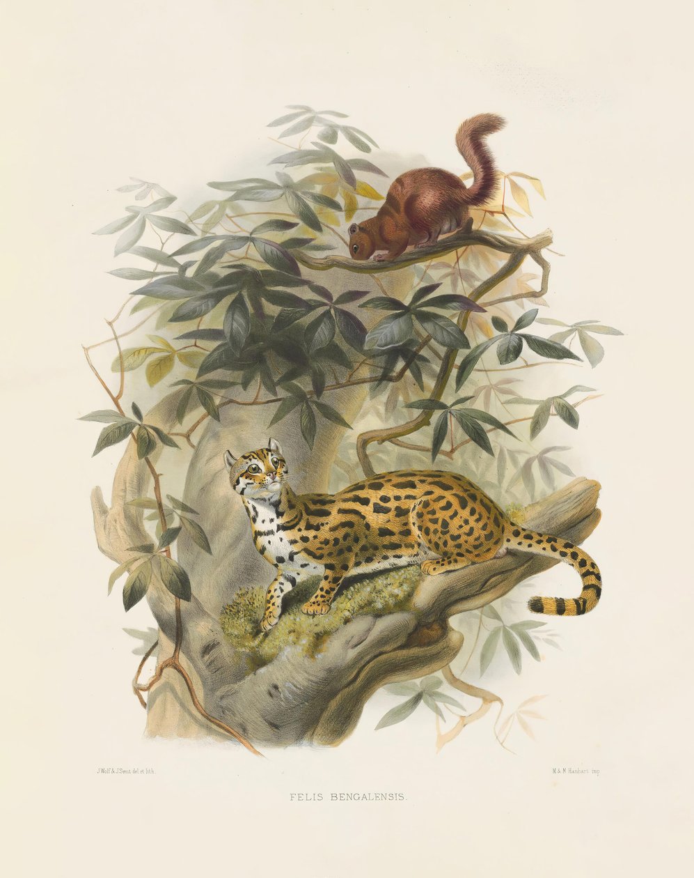 Kočka bengálská (Felis bengalensis) od Joseph Wolf