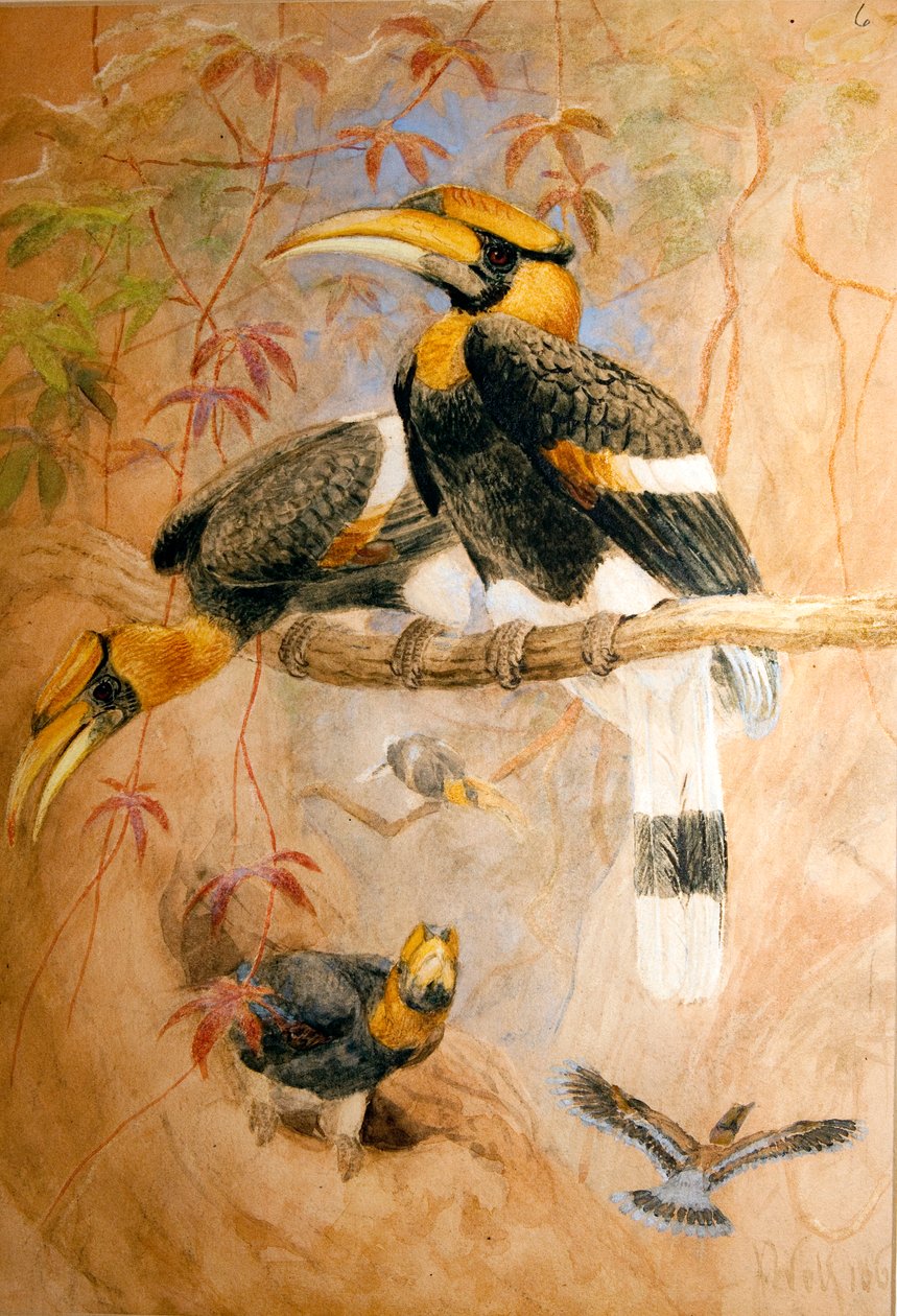 Zoborožec konkávní (Dichoceros bicornis), 1856-67 od Joseph Wolf