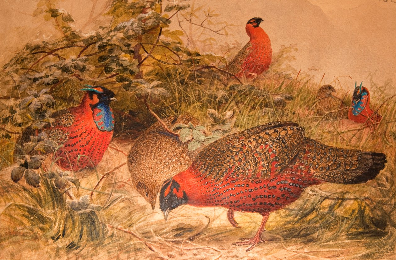 Tragopan rohatý (Ceriornis satyra), asi 1851-76 (čb a tužka na papíře) od Joseph Wolf