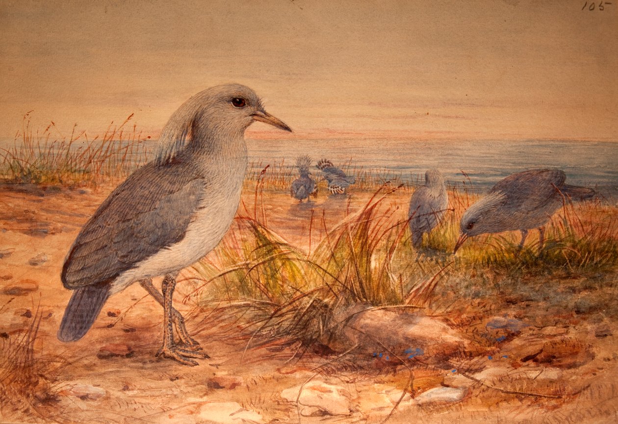 Kagu (Rhinochetus jubatus), kolem 1851-76 (wc a tužka na papíře) od Joseph Wolf