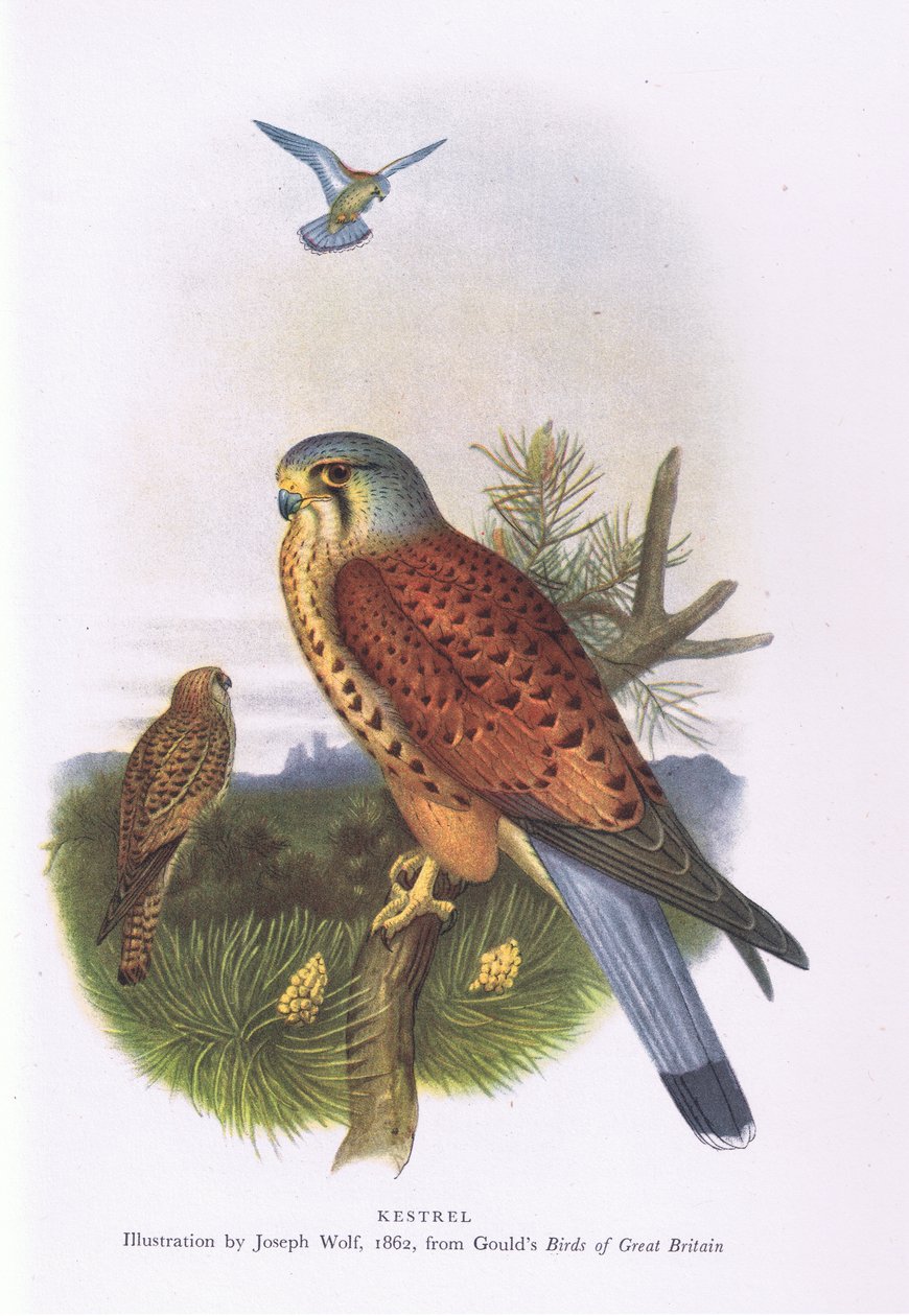 Kestrel, Nature in Britain vydalo nakladatelství Collins, 1946 od Joseph Wolf