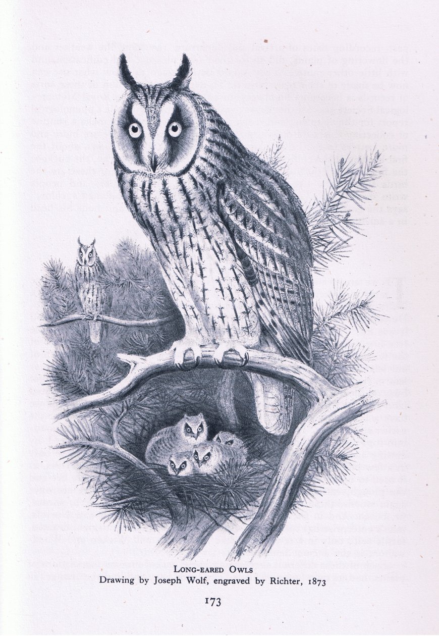 Long Eared Owl, Nature in Britain vydal Collins, 1946 od Joseph Wolf