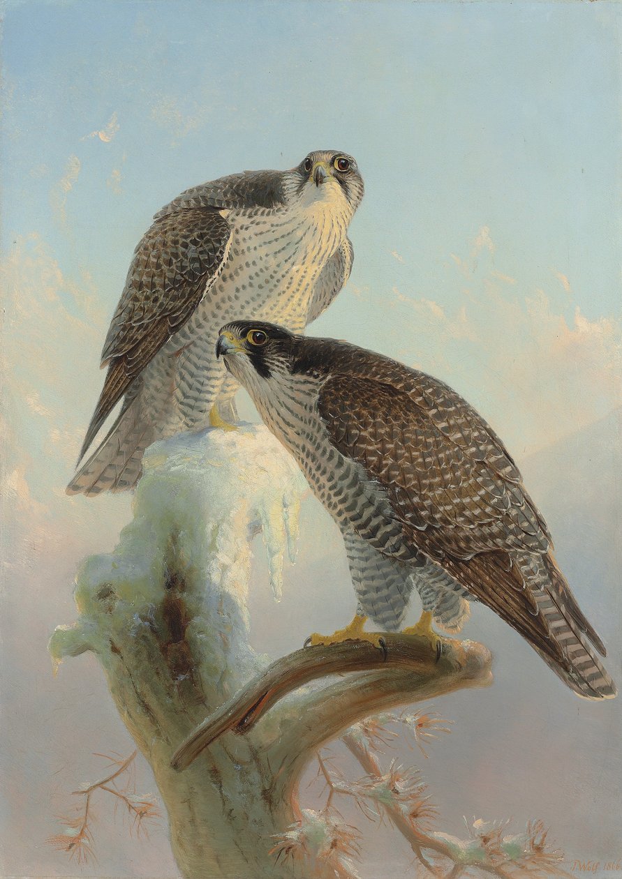 Norský gyrfalcon, 1866 od Joseph Wolf