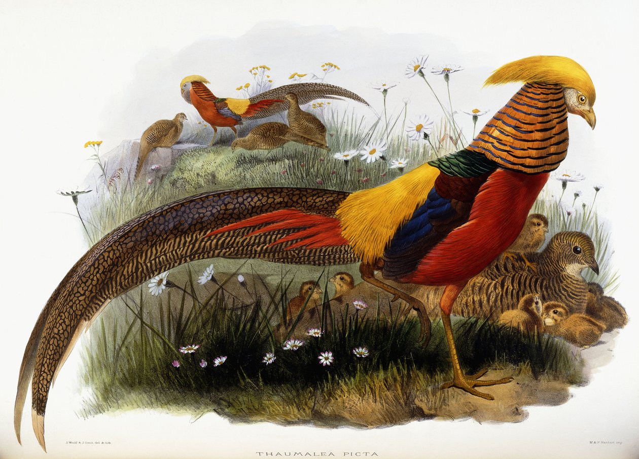 Thaumalea Picta od Joseph Wolf