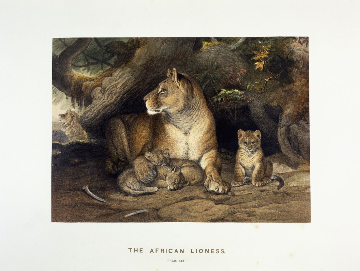 Africká lvice, kolem 1880-1883 od Joseph Wolf