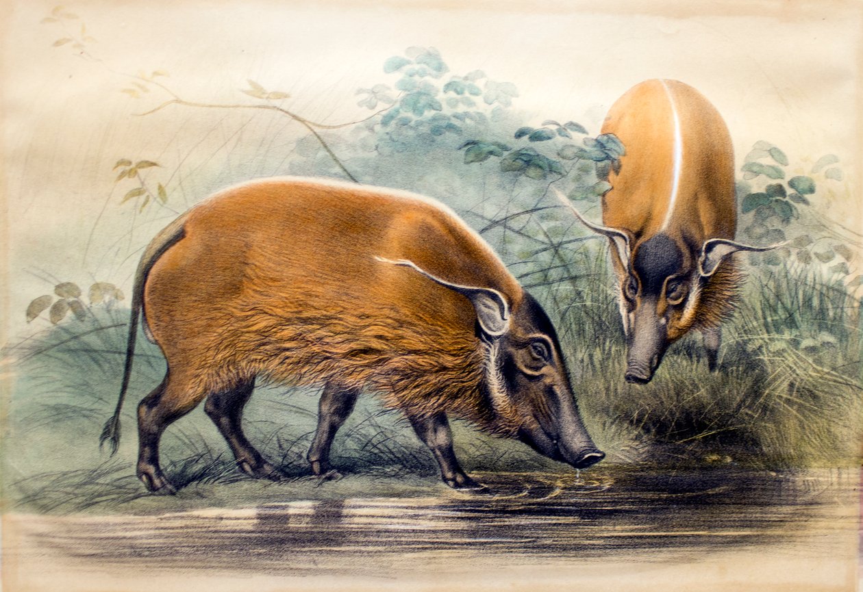The Red-river Hog, 1865 od Joseph Wolf