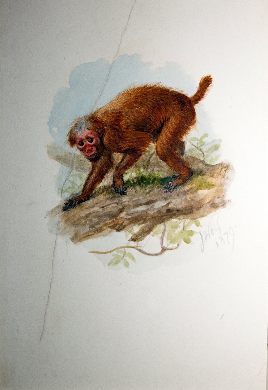 Uacari, kolem roku 1850 od Joseph Wolf