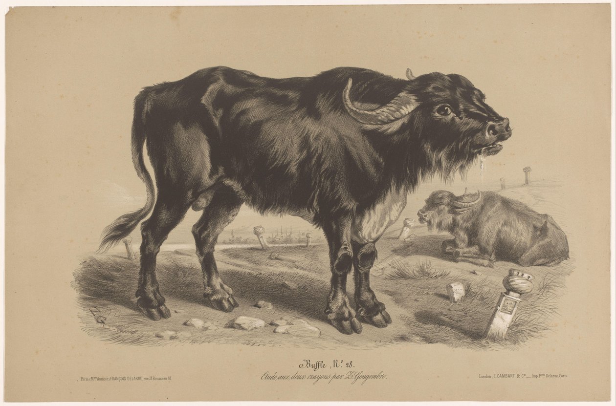 Buvol Buffalo (název na objektu) Dierenstudies in twee soorten krijt (název série) Studie dvěma tužkami od Z. Gengembre (název série) od Joseph Zephyris Gengembre