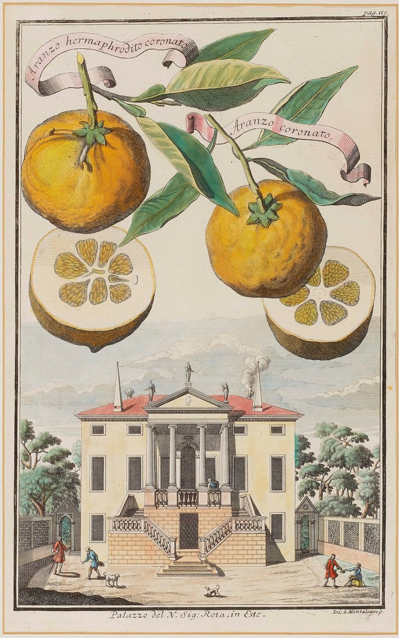 Korunovaný hermafrodit Aranzo. od Joseph de Montalegre