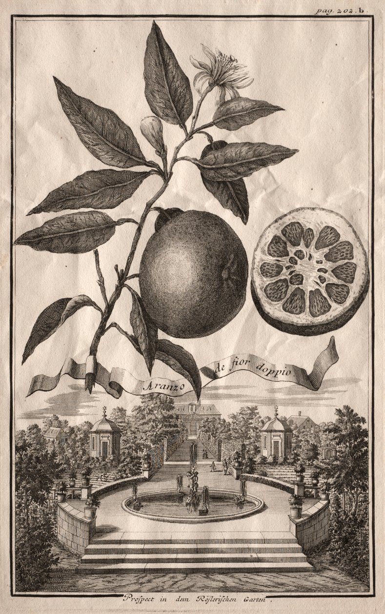 Nurnbergische Hesperides: Double Aranzo de fior, 1714. od Joseph de Montalegre