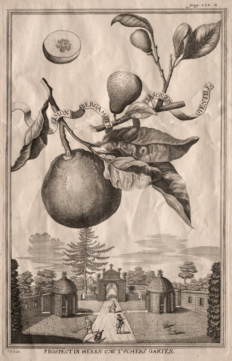 Nurnbergische Hesperides: Limon bergamot personzin gientile od Joseph de Montalegre