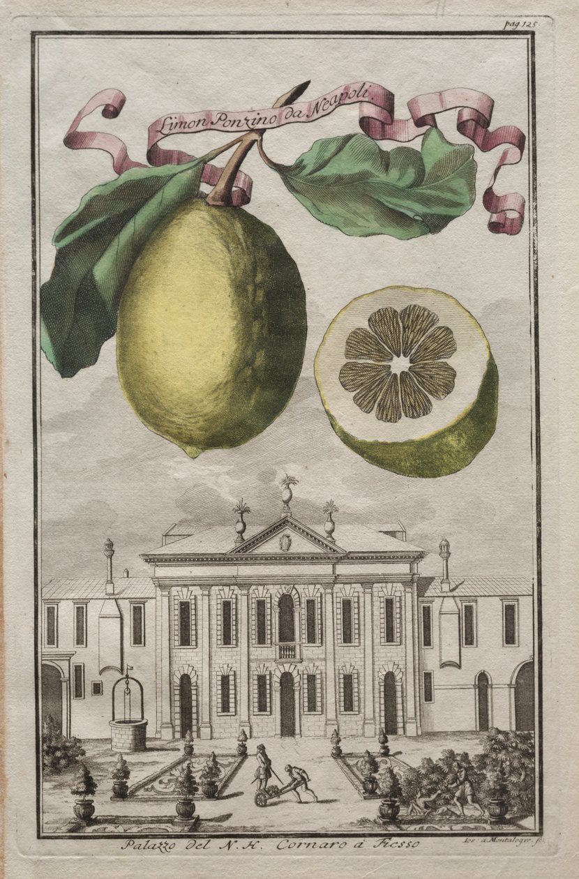 Nurnbergische Hesperides: No125 - Limon Ponzino da Neapoli. Palazzo del N. H. Cornaro à Fiesso, c170 od Joseph de Montalegre
