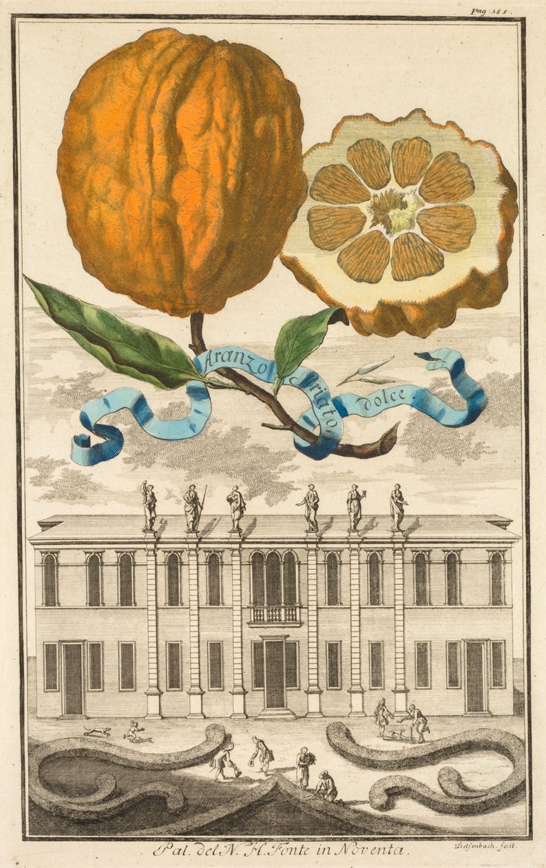 Nurnbergische Hesperides: No185 - sladké pruhované aranzo. Palazzo del N. H. Fonte v Noventa, c1708. od Joseph de Montalegre