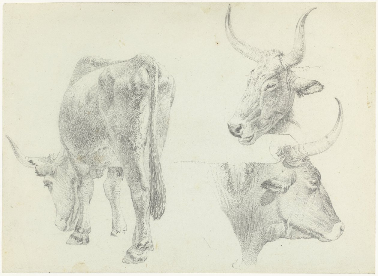Tři studie italského dobytka od Josephus Augustus Knip