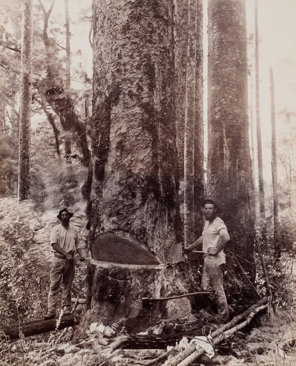 (Kácení Kauri) od Josiah Martin