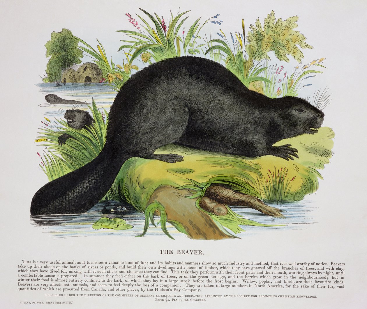 The Beaver, vzdělávací ilustrační hospoda. Společností pro podporu křesťanského poznání, 1843 (akvatinta) od Josiah Wood Whymper