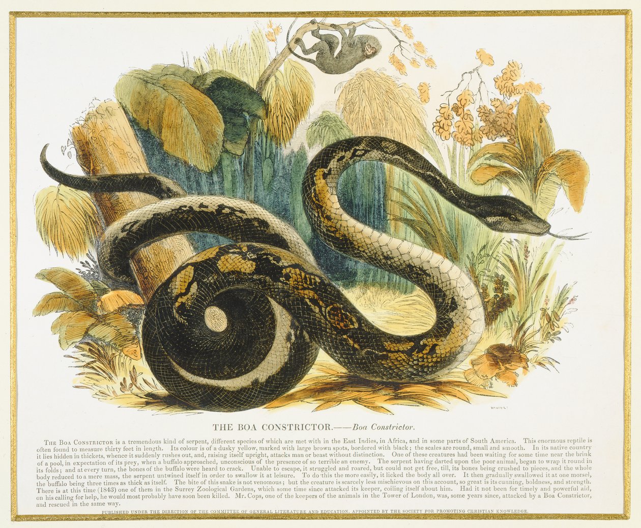 The Boa Constrictor, vzdělávací ilustrační hospoda. Společností pro podporu křesťanského poznání, 1843 (akvatinta) od Josiah Wood Whymper