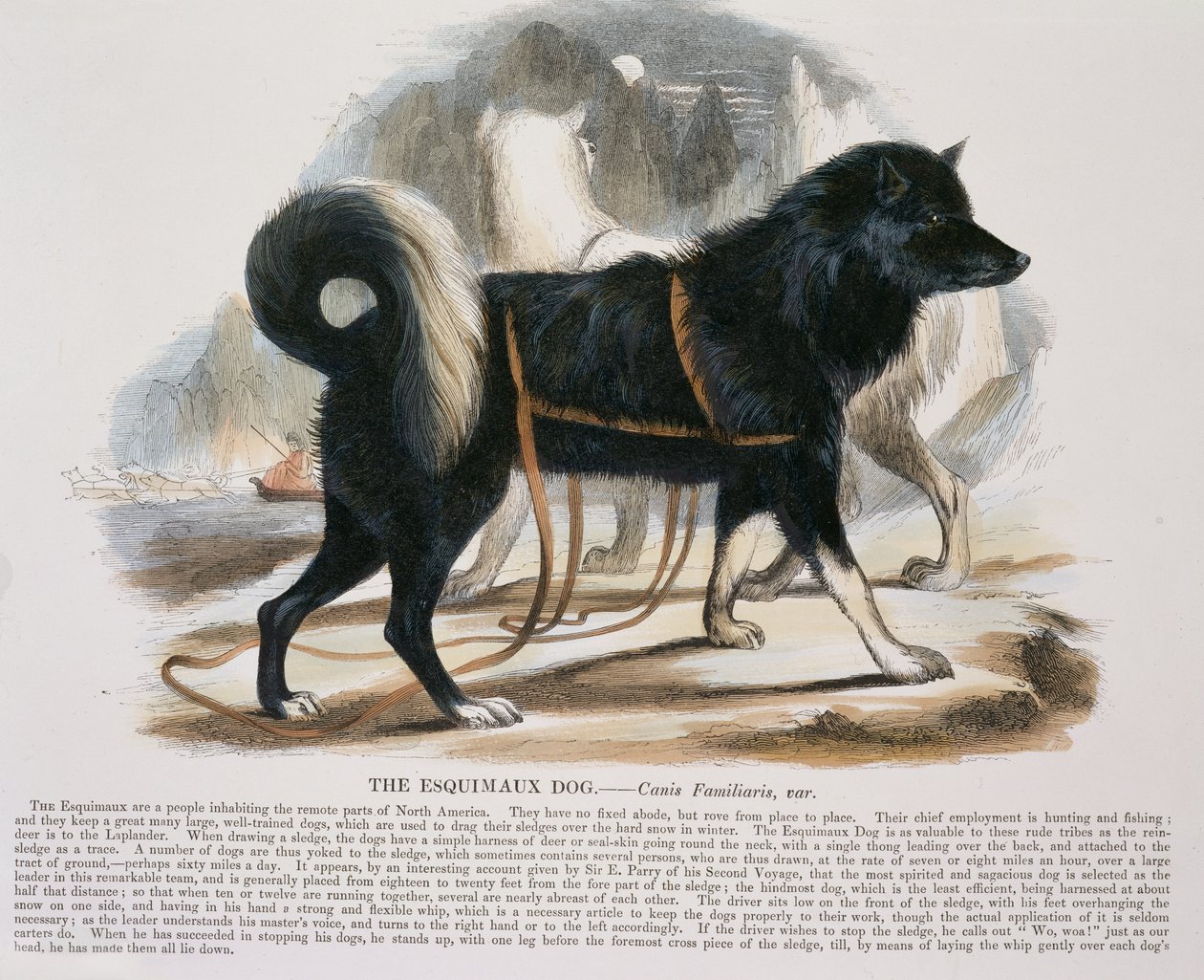 Naučná ilustrační hospoda Esquimaux Dog (Canis familiaris). Společností pro podporu křesťanského poznání, 1843 (akvatinta) od Josiah Wood Whymper