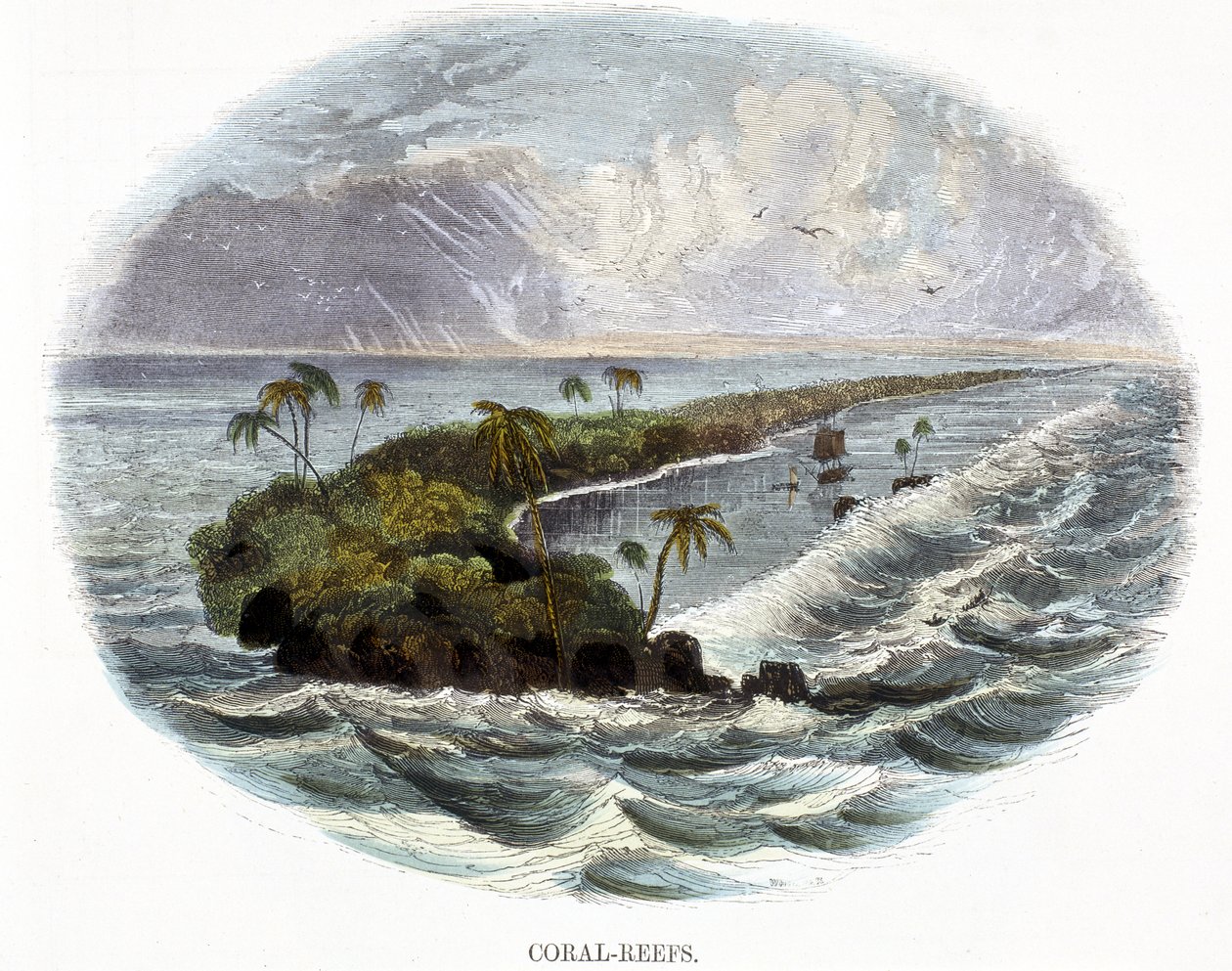 Korálové útesy, z Fenomény přírody, 1849 od Josiah Wood Whymper