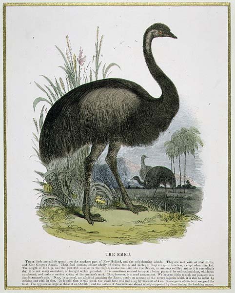 Emu, vzdělávací ilustrační hospoda. Společností pro podporu křesťanského poznání od Josiah Wood Whymper