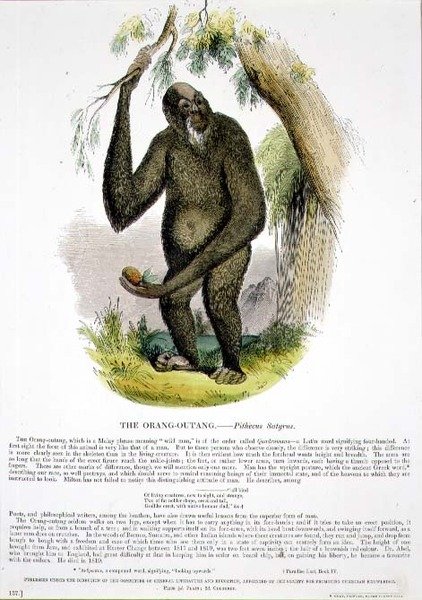 Vzdělávací ilustrační hospoda Orang-Outang (Pithecus satyrus). Společností pro podporu křesťanského poznání od Josiah Wood Whymper