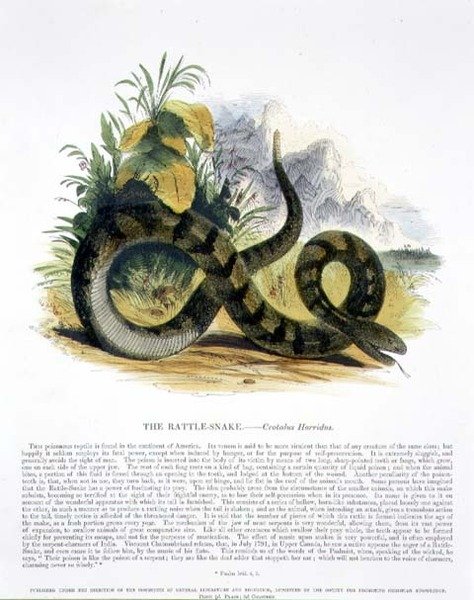 Chřestýš (Crotalus horridus) - vzdělávací ilustrace vydaná Společností pro šíření křesťanských znalostí (Society for Promoting Christian Knowledge) od Josiah Wood Whymper
