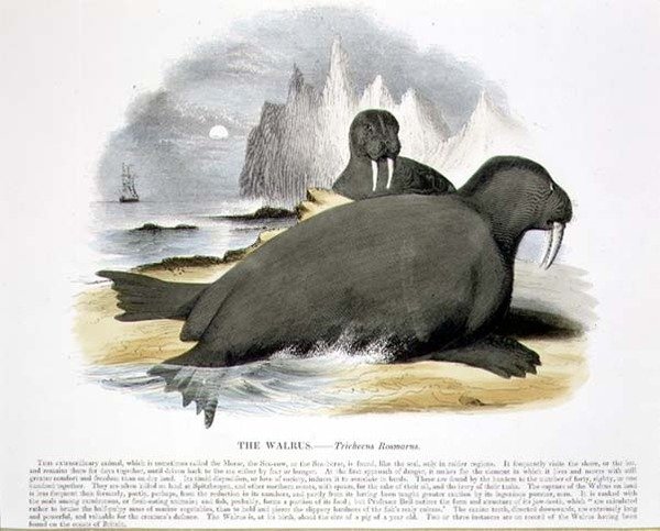 Vzdělávací ilustrační hospoda Mrož (Trichecus rosmarus). od Společnosti pro podporu křesťanského poznání od Josiah Wood Whymper