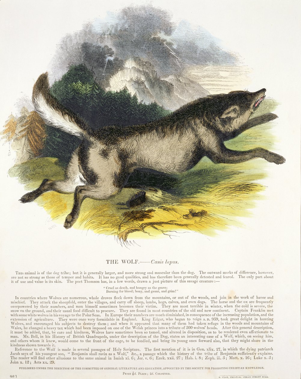 Naučná ilustrační hospoda Vlk (Canis lupus). Společností pro podporu křesťanského poznání, 1843 (akvatinta) od Josiah Wood Whymper