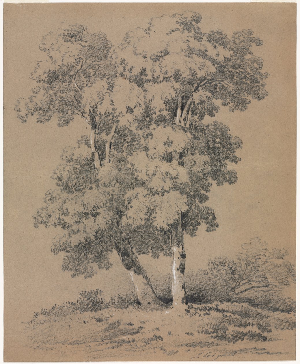 Stromová studie, 19. století. od Jules Coignet