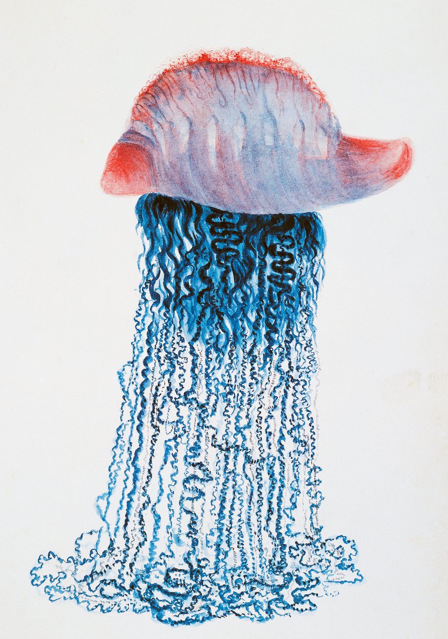 Medusa (Physalis pelagic), Brazílie, kresba Jules Louis Lejeun (1804-1851), z Duperreyovy cesty kolem světa, Louis Isidore Duperrey (1786-1865), Francie od Jules Louis Lejeun
