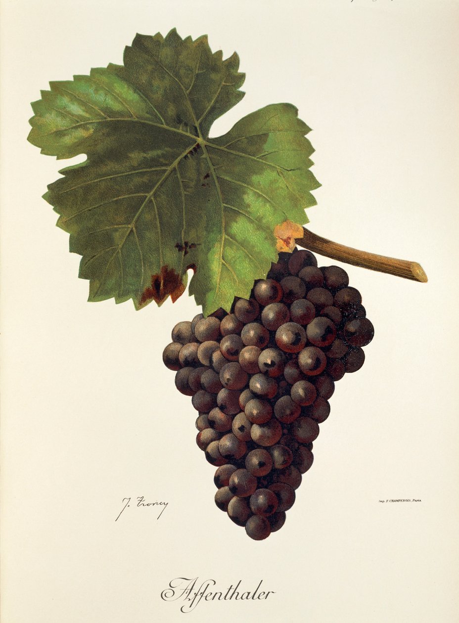 Hrozna Affenthaler od J. Troncyho od Jules Troncy