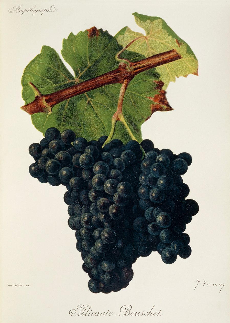 Hrozna Alicante-Bouschet od J. Troncyho od Jules Troncy