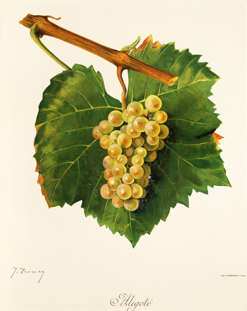 Hrozna Aligote
