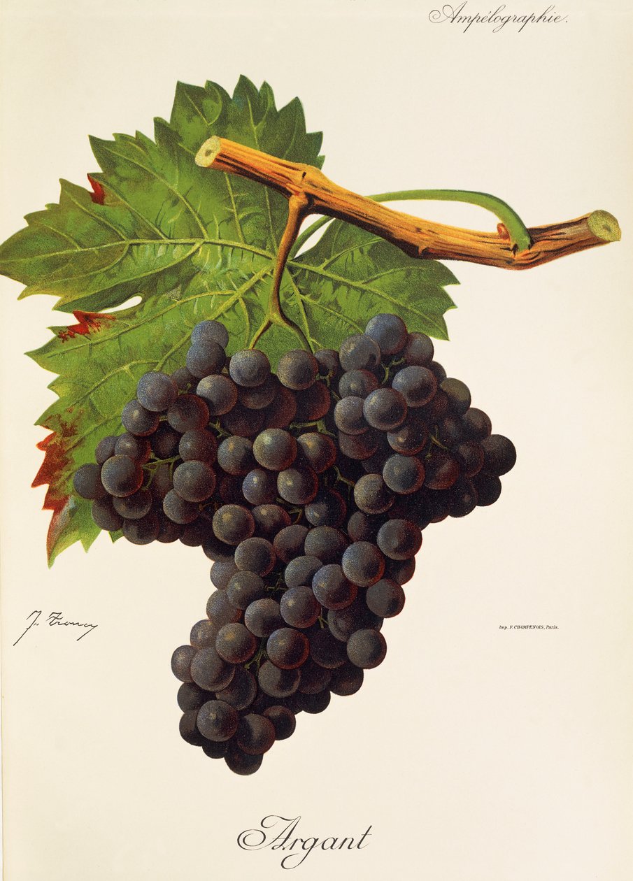 Hrozen Argant od J. Troncyho od Jules Troncy
