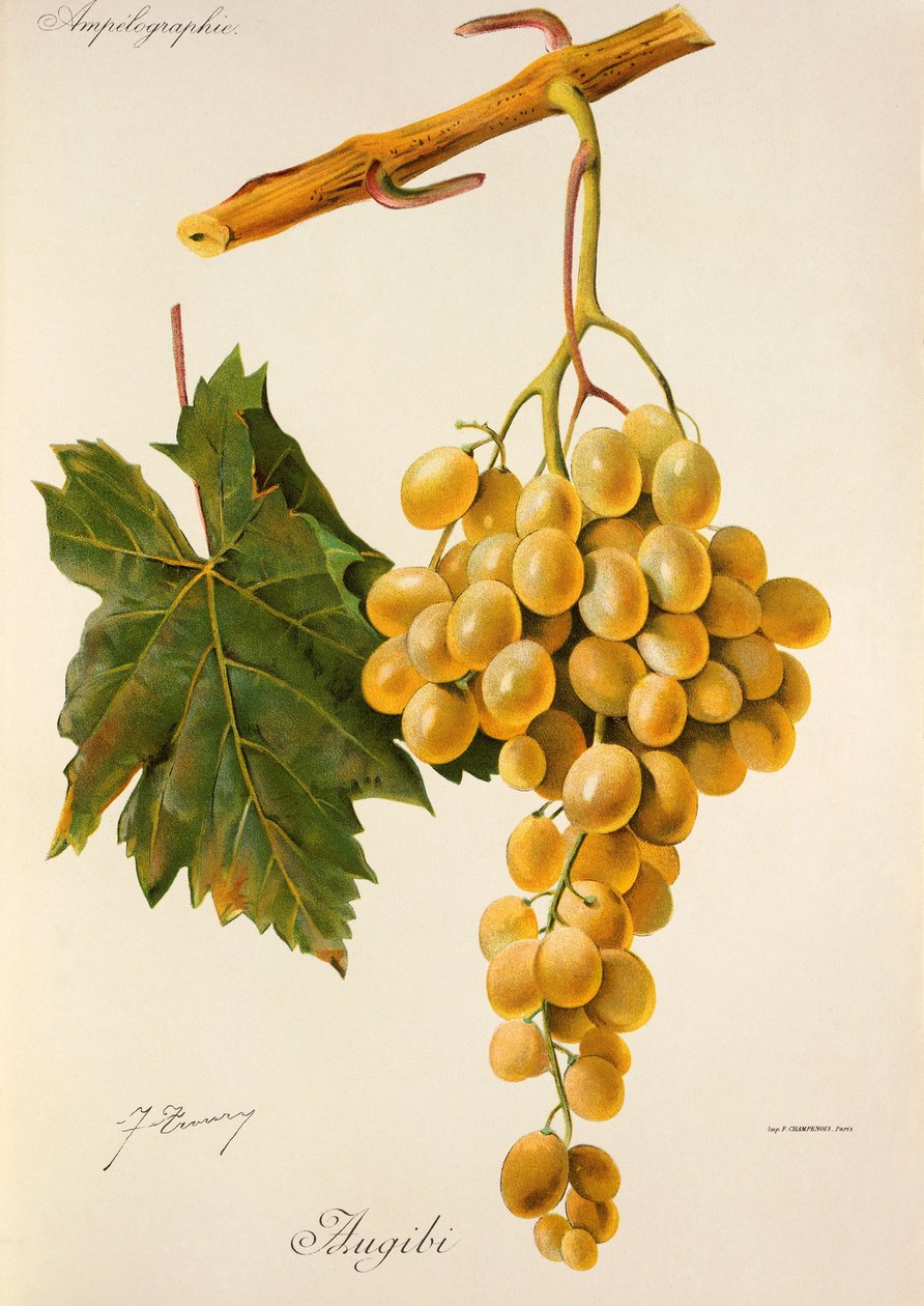 Hrozna Augibi od J. Troncyho od Jules Troncy