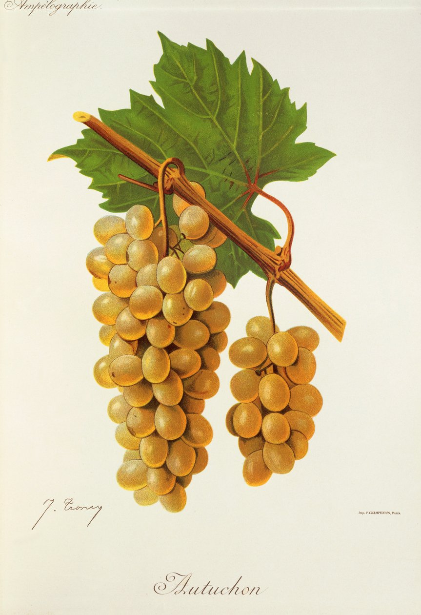 Hrozen Autuchon od J. Troncyho od Jules Troncy