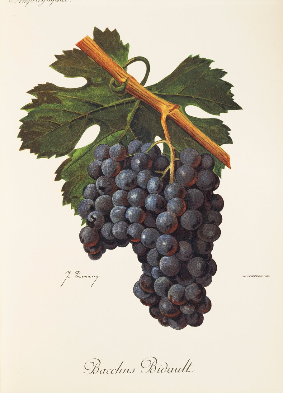 Bacchus Bidault hroznů od J. Troncy od Jules Troncy