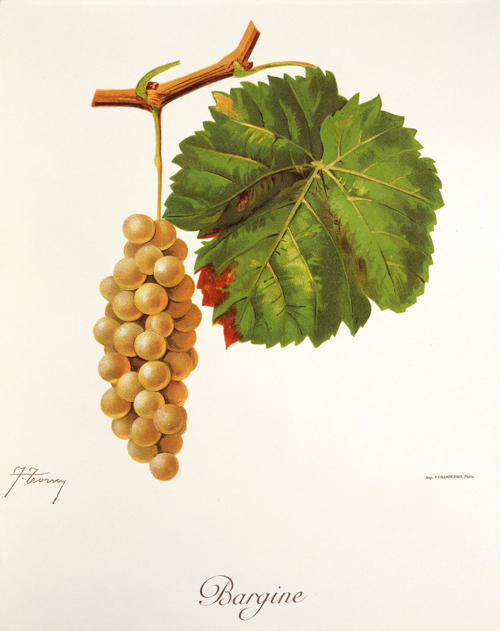 Hrozen Bargine od J. Troncyho od Jules Troncy