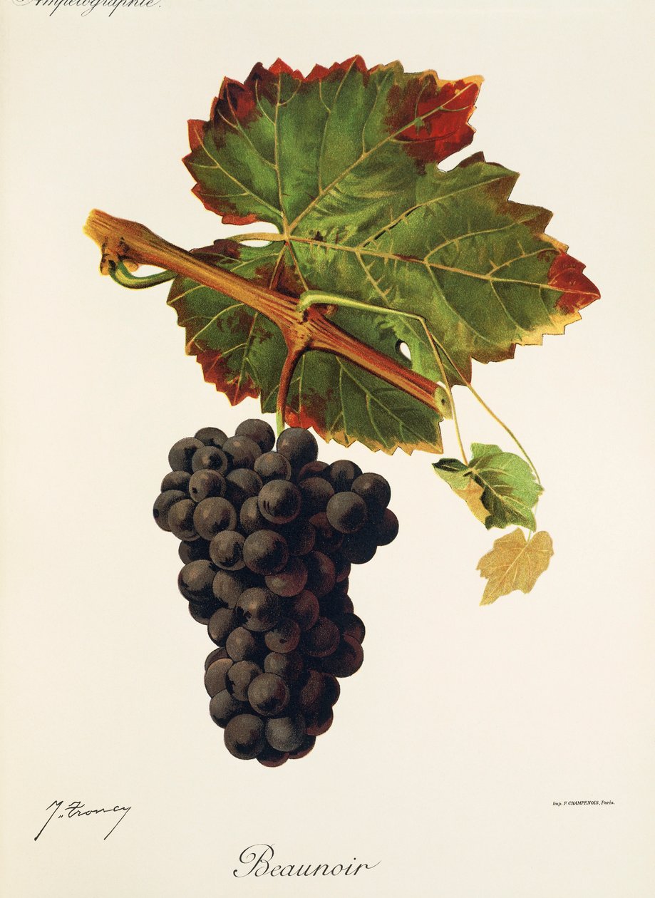 Hrozen Beaunoir od J. Troncyho od Jules Troncy