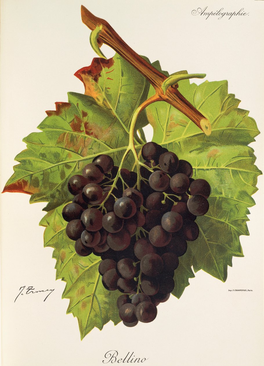 Hrozen Bellino od J. Troncyho od Jules Troncy