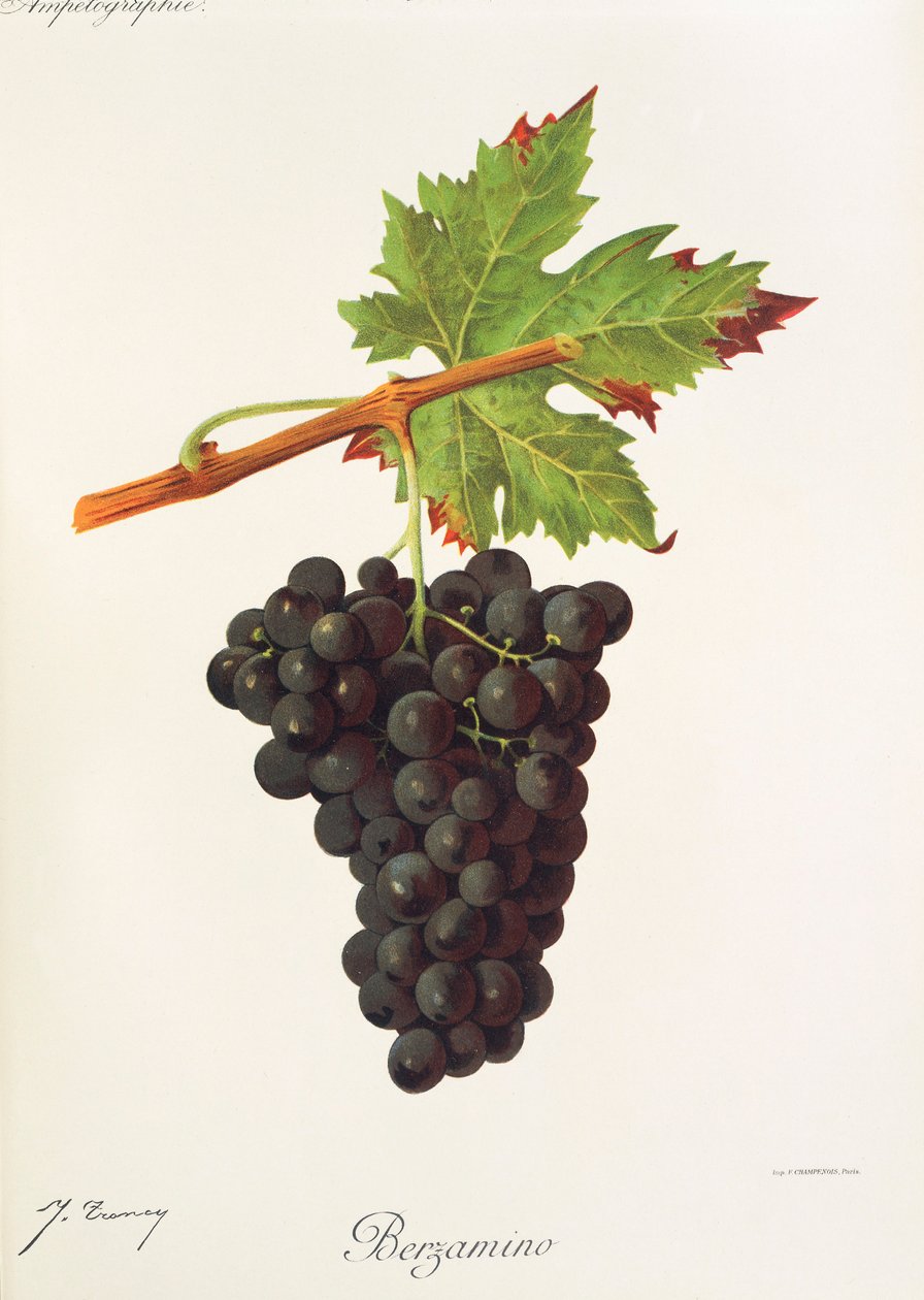 Hrozen Berzamino od J. Troncyho od Jules Troncy
