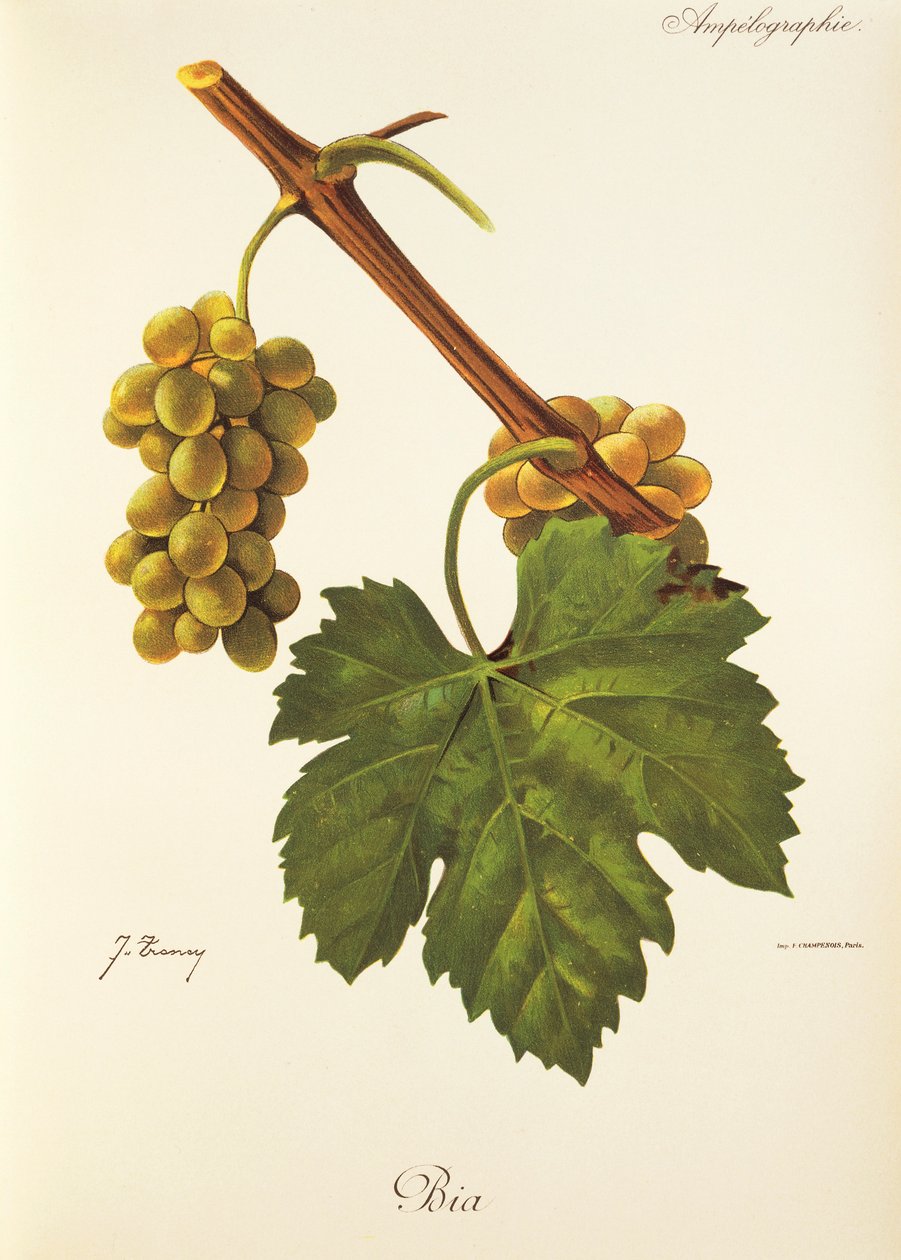 Hrozen Bia od J. Troncyho od Jules Troncy