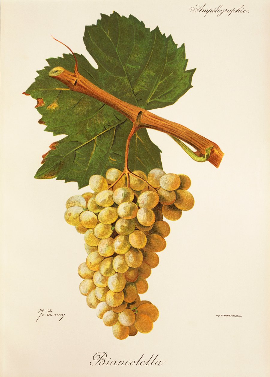 Hrozna Biancolella od J. Troncyho od Jules Troncy