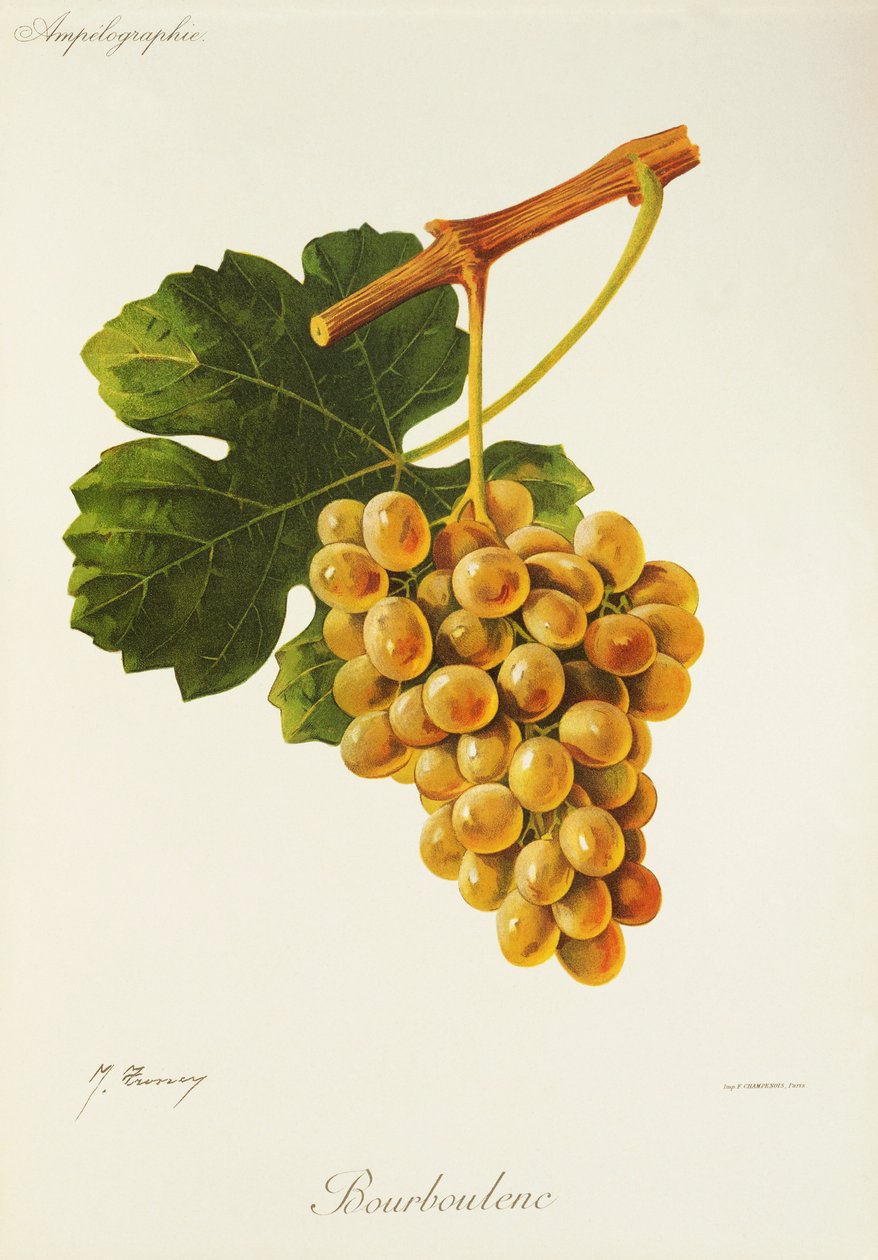 Bourboulenc hroznů od J. Troncy od Jules Troncy