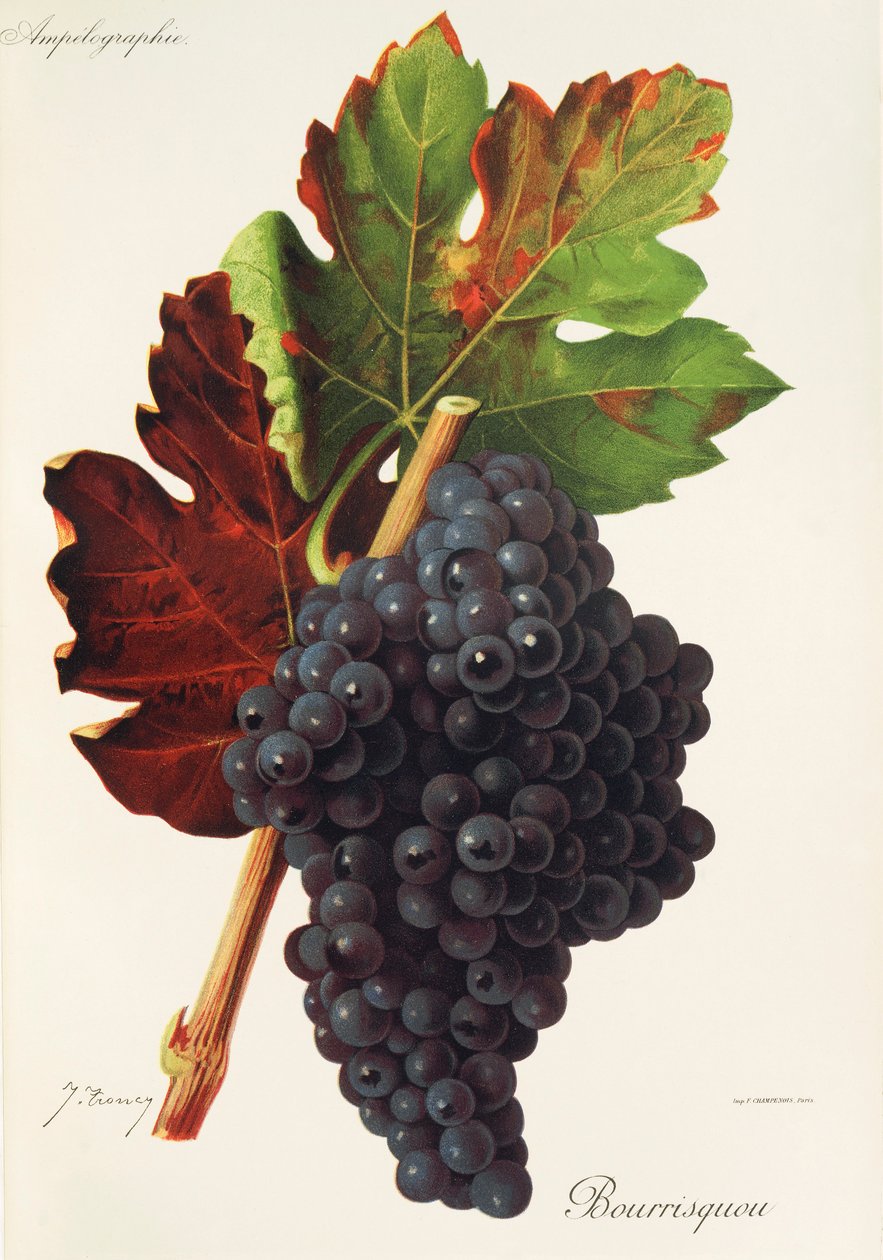 Hrozen Bourrisquou od J. Troncyho od Jules Troncy