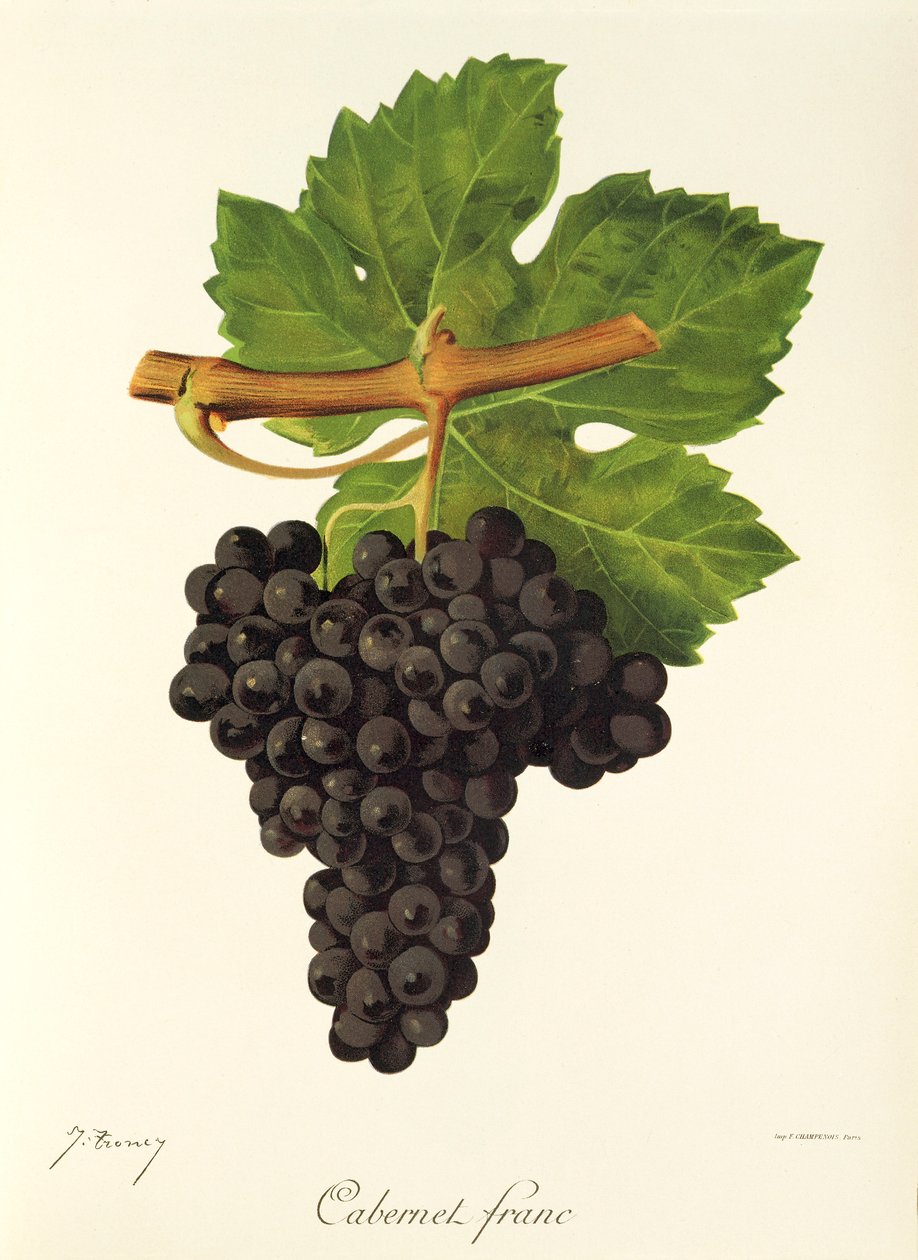 Hrozna Cabernet Franc od J. Troncyho od Jules Troncy
